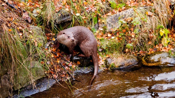 Image of European otter
