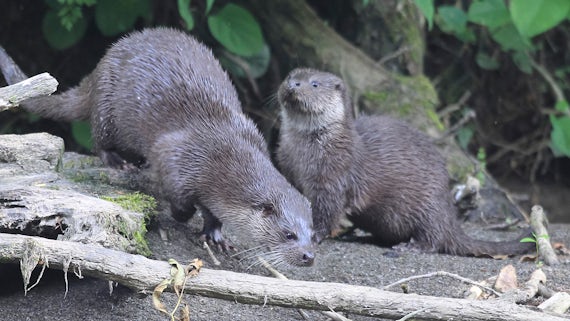 Two Eurasian otters in wood