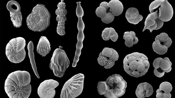 Image of marine microfossil called foraminifera