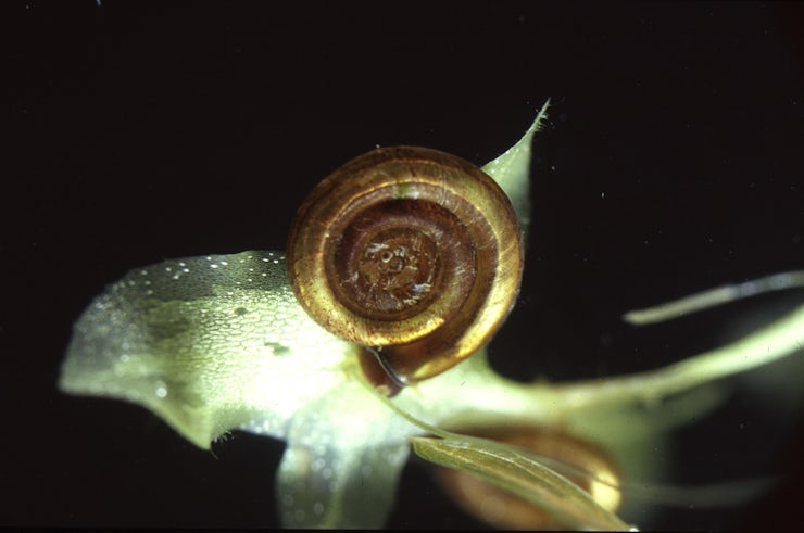 Little Ramshorn Whirlpool Snail