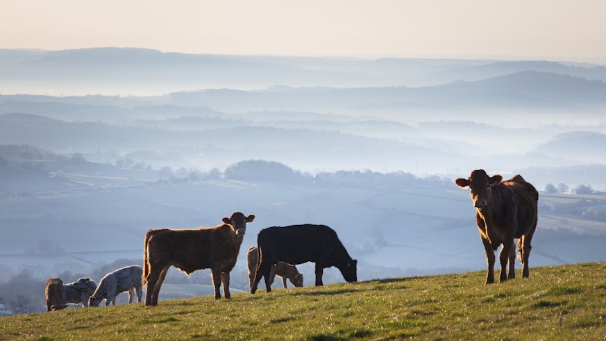 Seven cows are photographed on a Welsh hillside