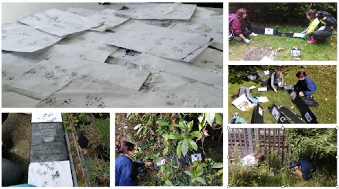 A collage of images consisting of people settinng up hedgehog tunnels in various locations; sheets of paper marked with hedgehog footprints
