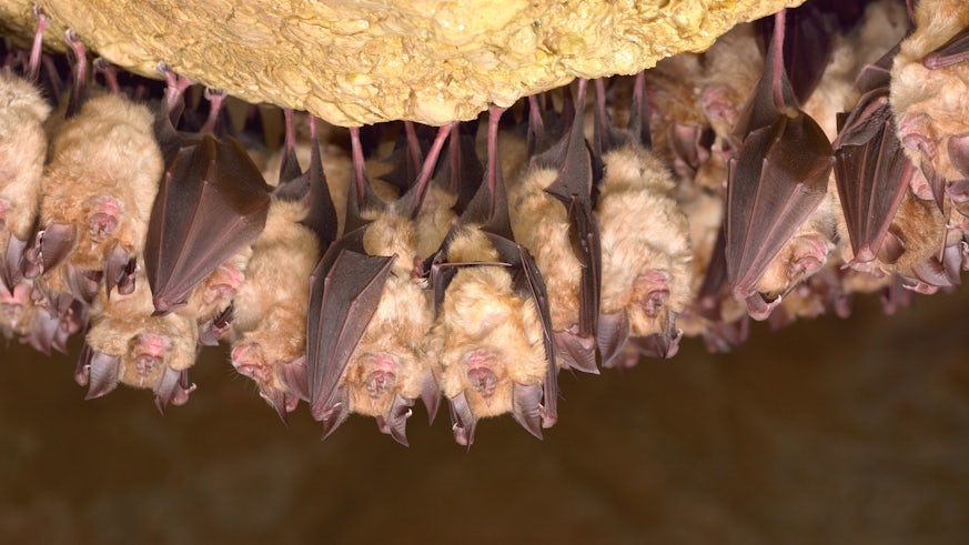 A colony of greater horseshoe bats are photographed hanging from the roof of a cave