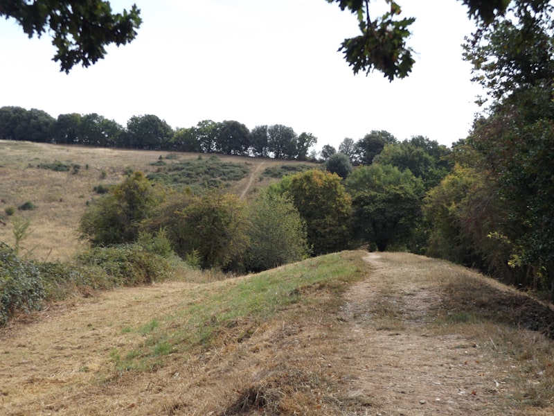 Countryside and trees