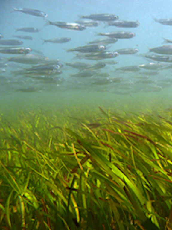 Seagrass meadows