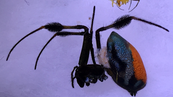 Opadometa sarawakensis spider