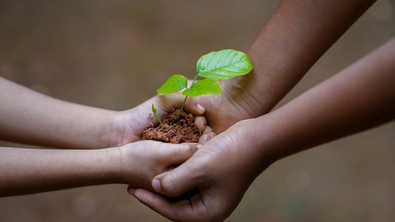 Pair of hands holding a seedling