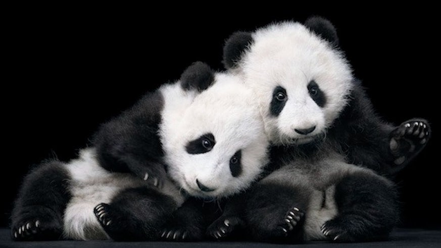Panda cubs photo credit Tim Flach