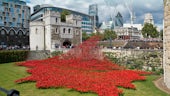 Thousands of ceramic poppies fill the moat of the Tower of London.
