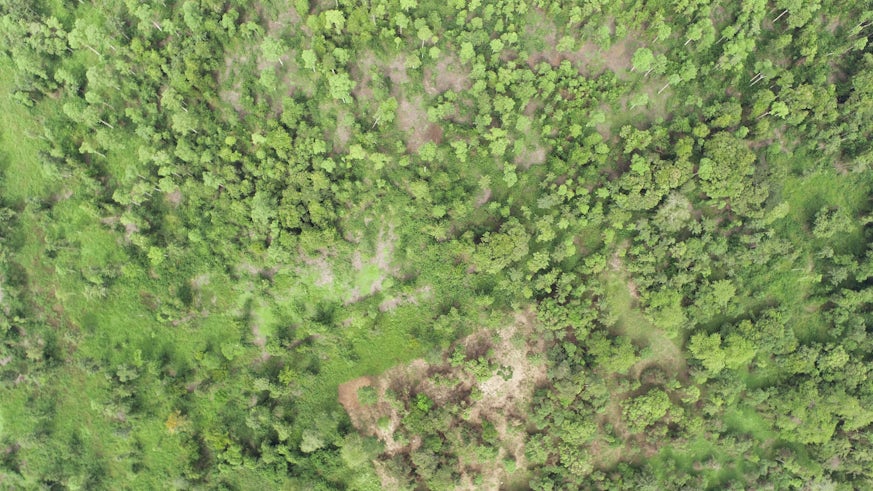 Drone image of a degraded forest in Malaysian Borneo