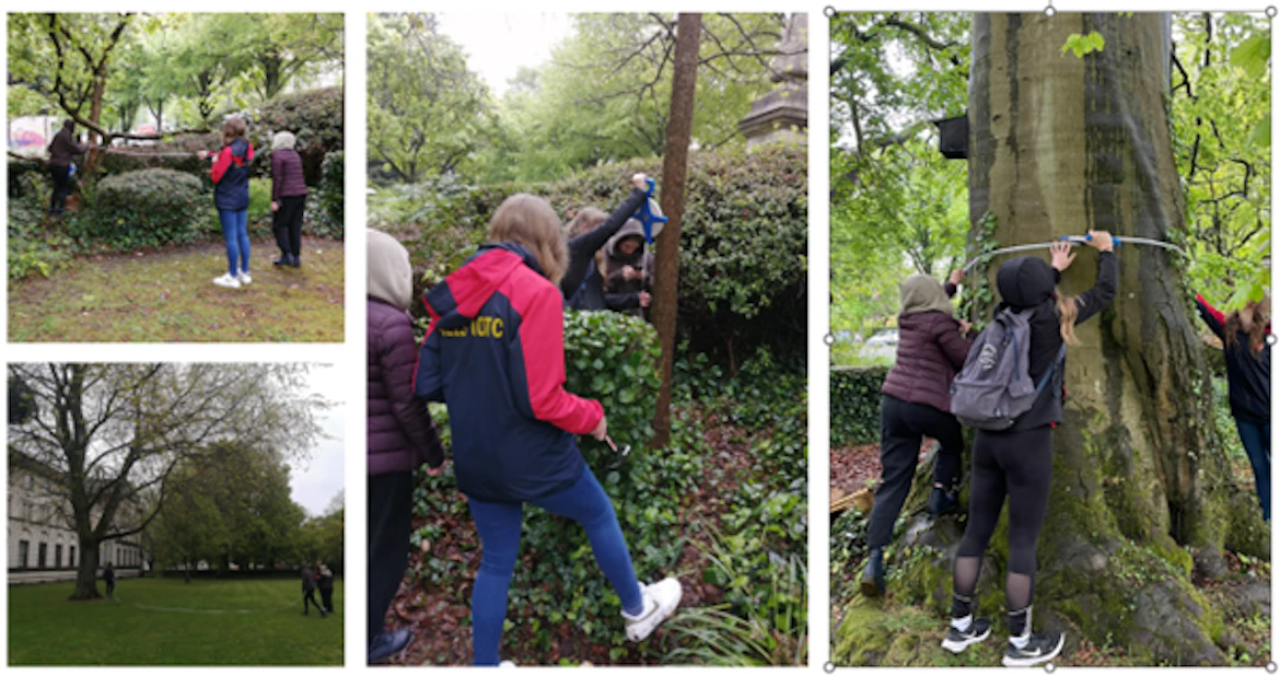 People measuring trees with large tape measures