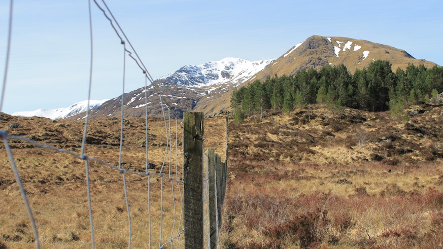 Trees for Life's Glen Affric