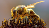 Close up of bee covered in pollen