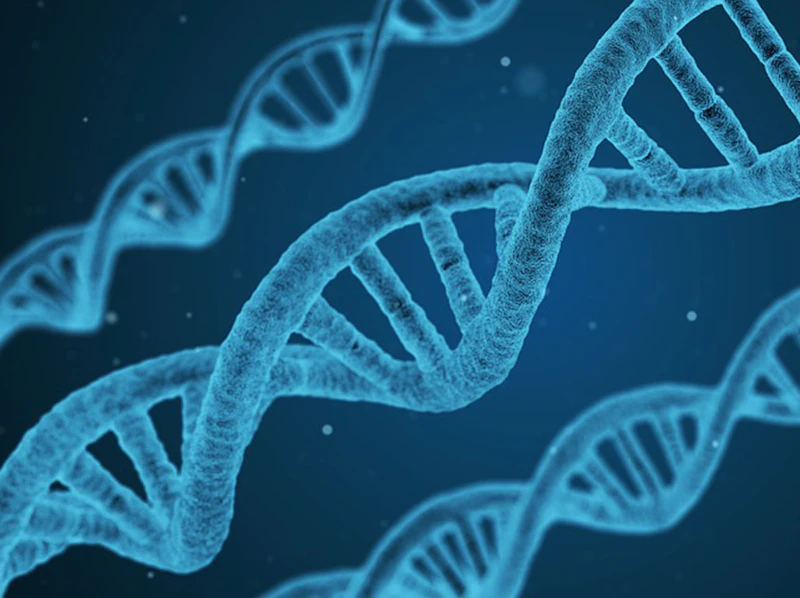 Chromosomes