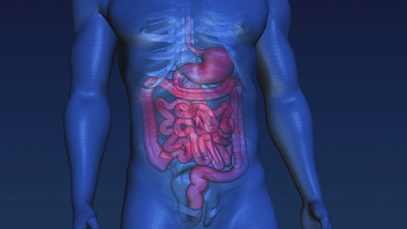 3D image of human intestines
