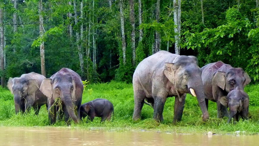 A herd of elephants beside water