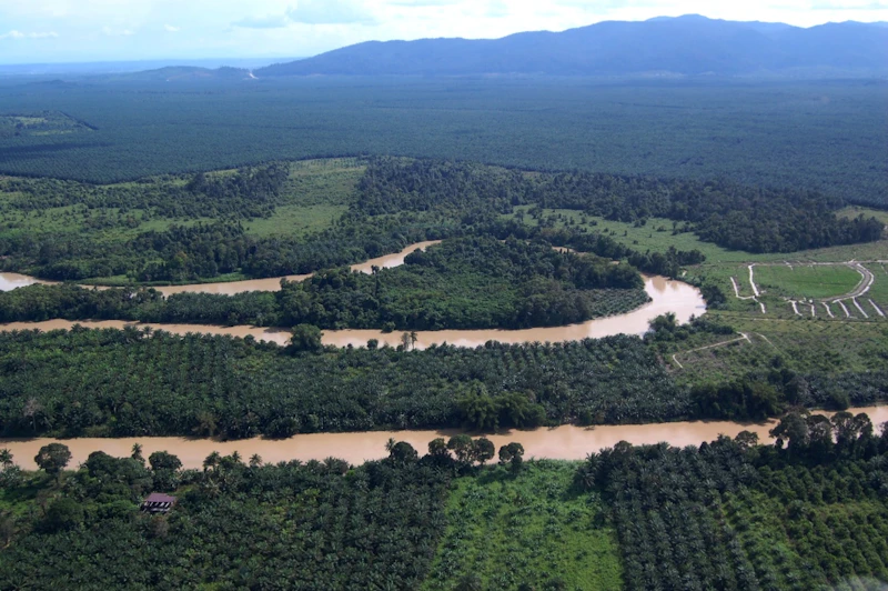 River meandering in Kinabatangan floodplain 