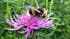 Cities could play a key role in pollinator conservation