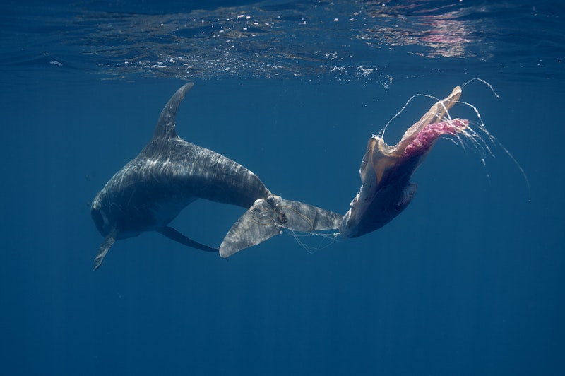 dolphin trapped in plastic bag