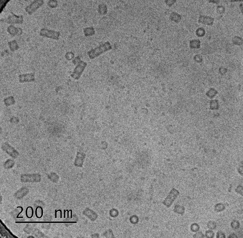 Cryo-EM of Haemocyanin protein for SPA and reconstruction