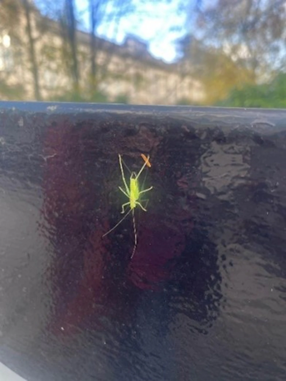 Image of a southern oak-bush cricket on a black object