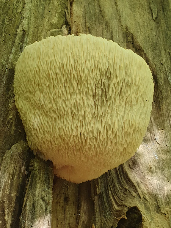 Hericium erinaceus (Lion's mane) fungus