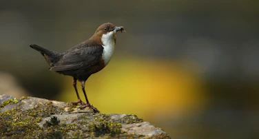 Biodiversity