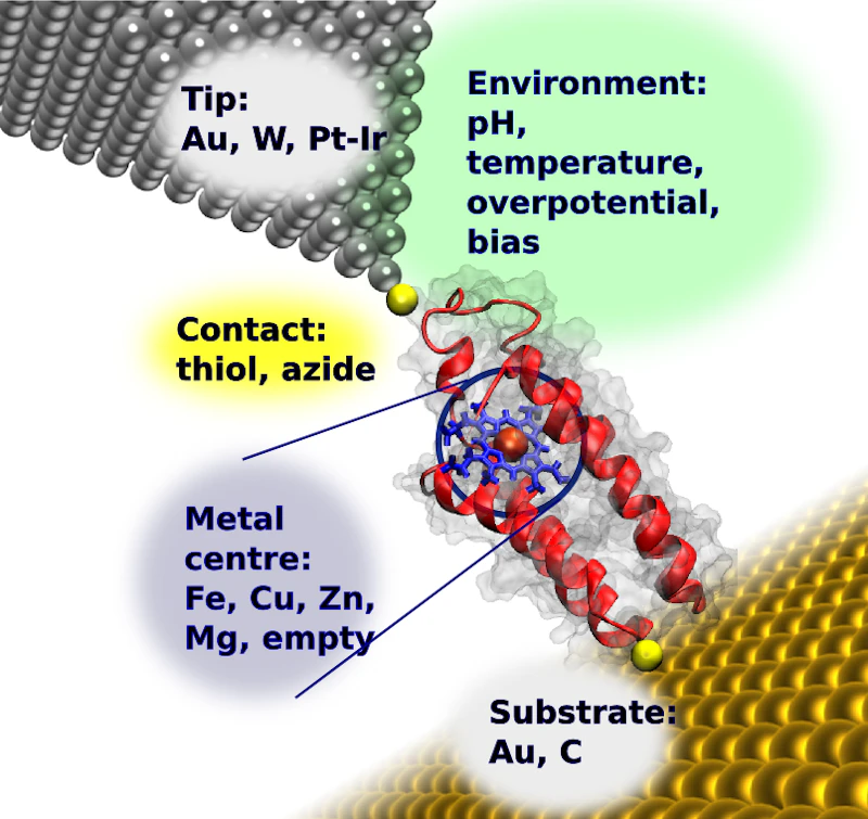 Method used to study a single molecule protein