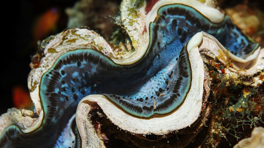 Ocean clam