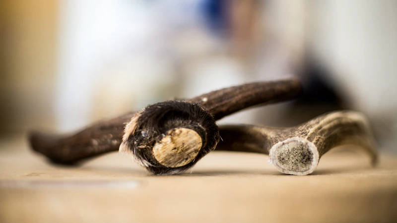Two pieces of deer antler