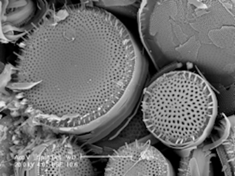 Key diatom taxa for Southern Ocean sympagic environments