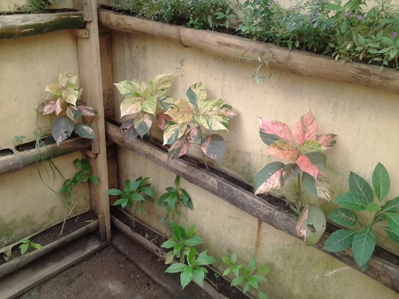 prototype of bamboo green wall