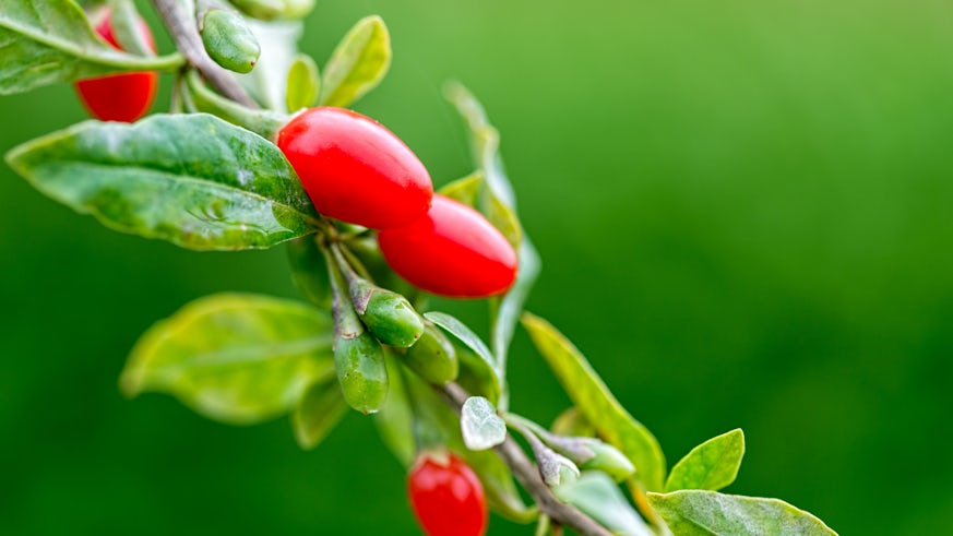 Photograph o fa Goji plant with berries