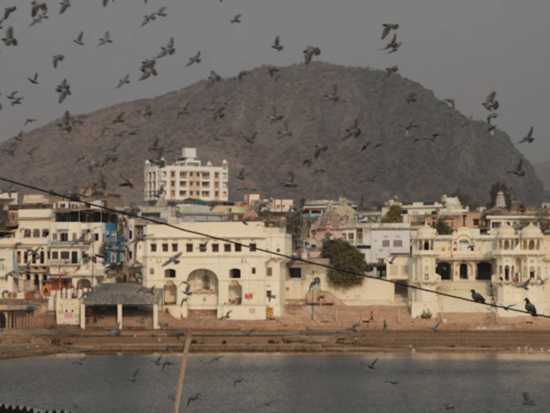 The town of Pushkar in India with historic white buildings and birds in mid-flight. 