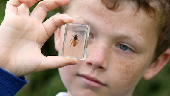 Child holding bee