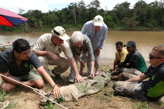 Image of Dame Judi with the team as they examine a crocodile