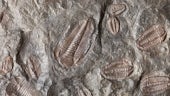 Chasing the creatures of the Cambrian: extraordinary fossils reveal life in ancient oceans 