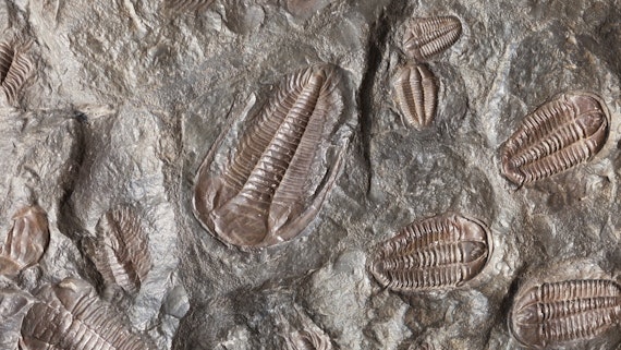 Chasing the creatures of the Cambrian: extraordinary fossils reveal life in ancient oceans 