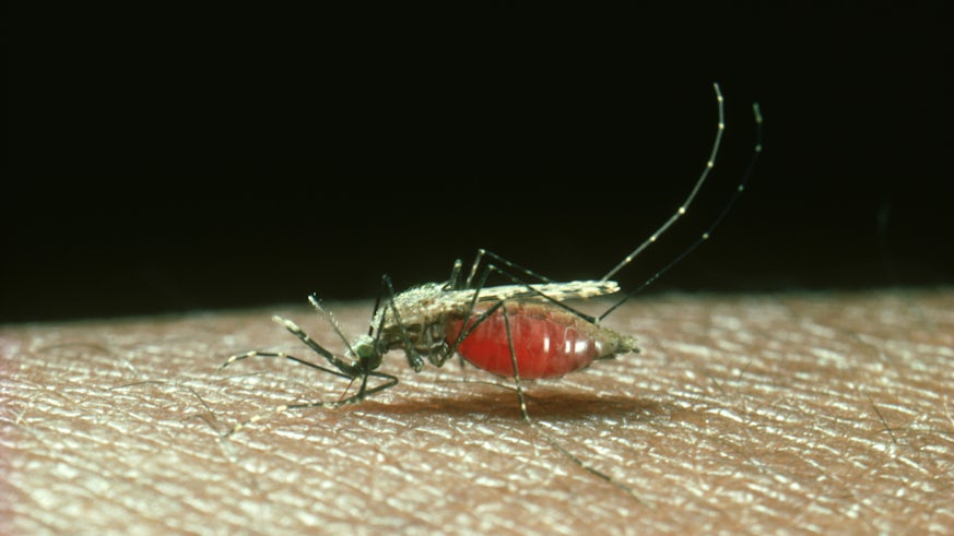 A closeup image of a female Anopheles gambiae mosquito feeding
