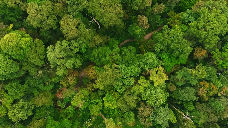 Trees