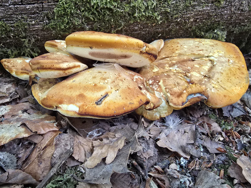 Buglossoporus quercinus (Oak Polypore) fungus