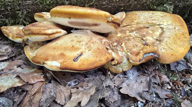 Buglossoporus quercinus (Oak Polypore) fungus