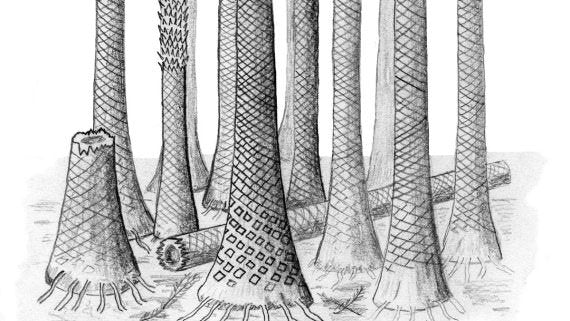 An illustration of what the Svalbard fossil forest may have looked like