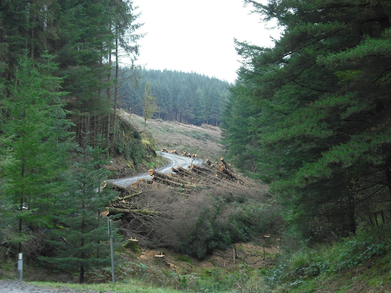 Conifer trees, some cut