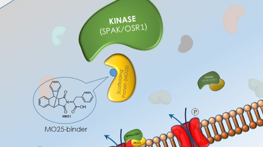 Indirect kinase inhibition of SPAK/OSR1 by a small molecule MO25-binder