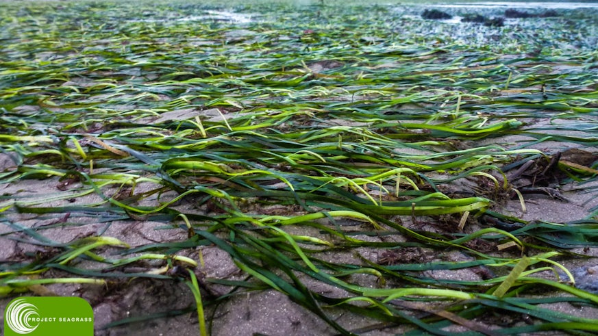 Seagrass - with Project Seagrass Logo 