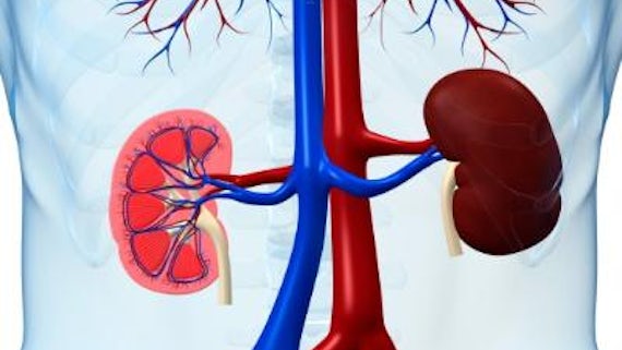 Kidney cross section in body