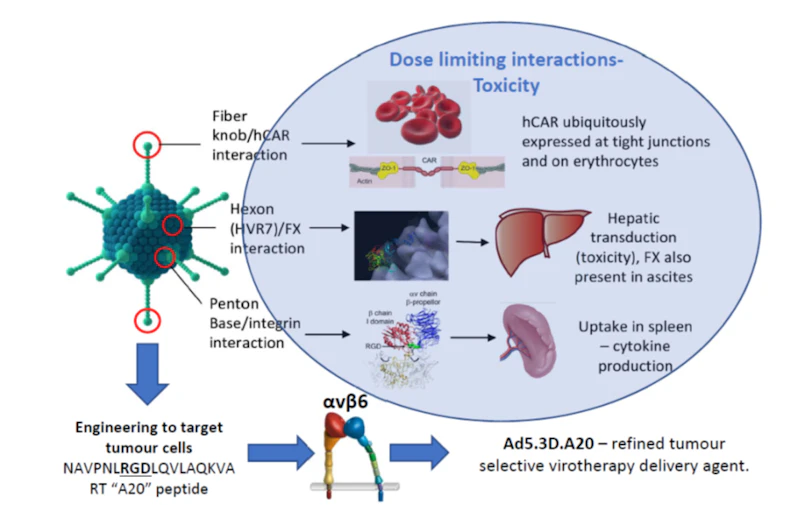 Generation of a tumour selective Ad5 based virotherapy