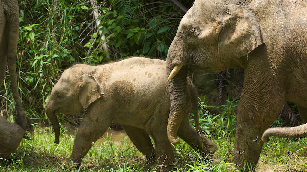 Origins Of The Bornean Elephant - News - Cardiff University