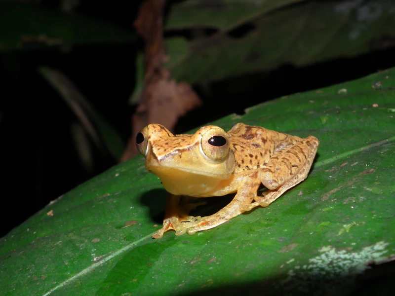 Small frog on a large leaf